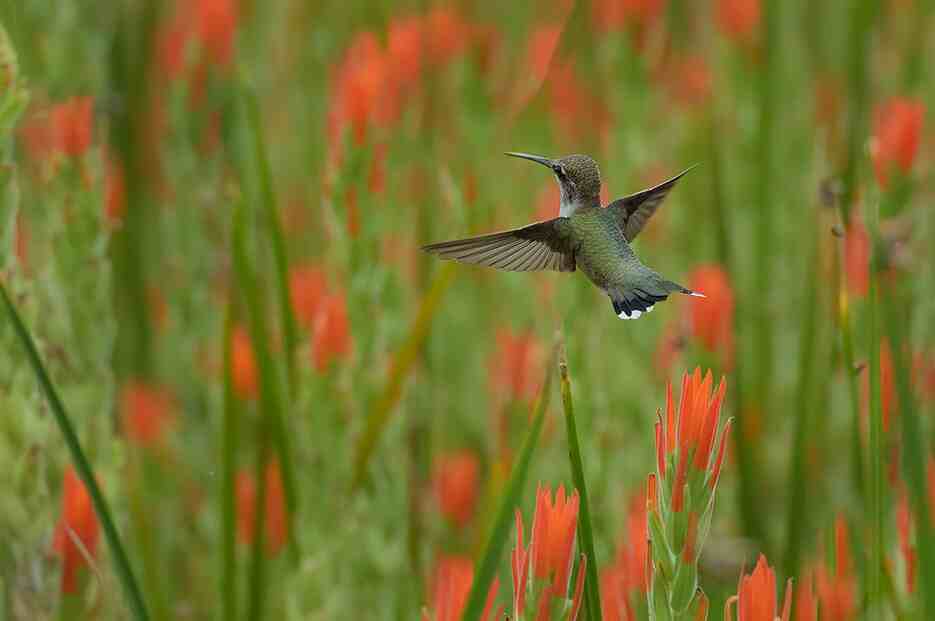 Hummingbird flying